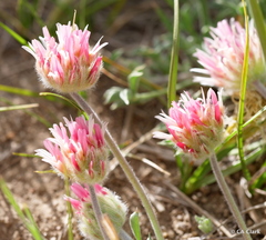 Trifolium andersonii