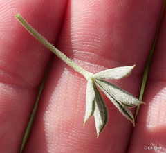 Trifolium andersonii