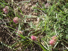 Trifolium andersonii
