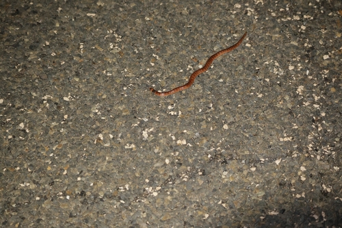 Eastern Shovel-nosed Snake sighting