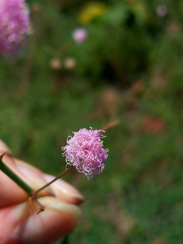 Mimosa somnians observed 2025-09-29