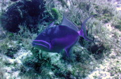Balistes vetula