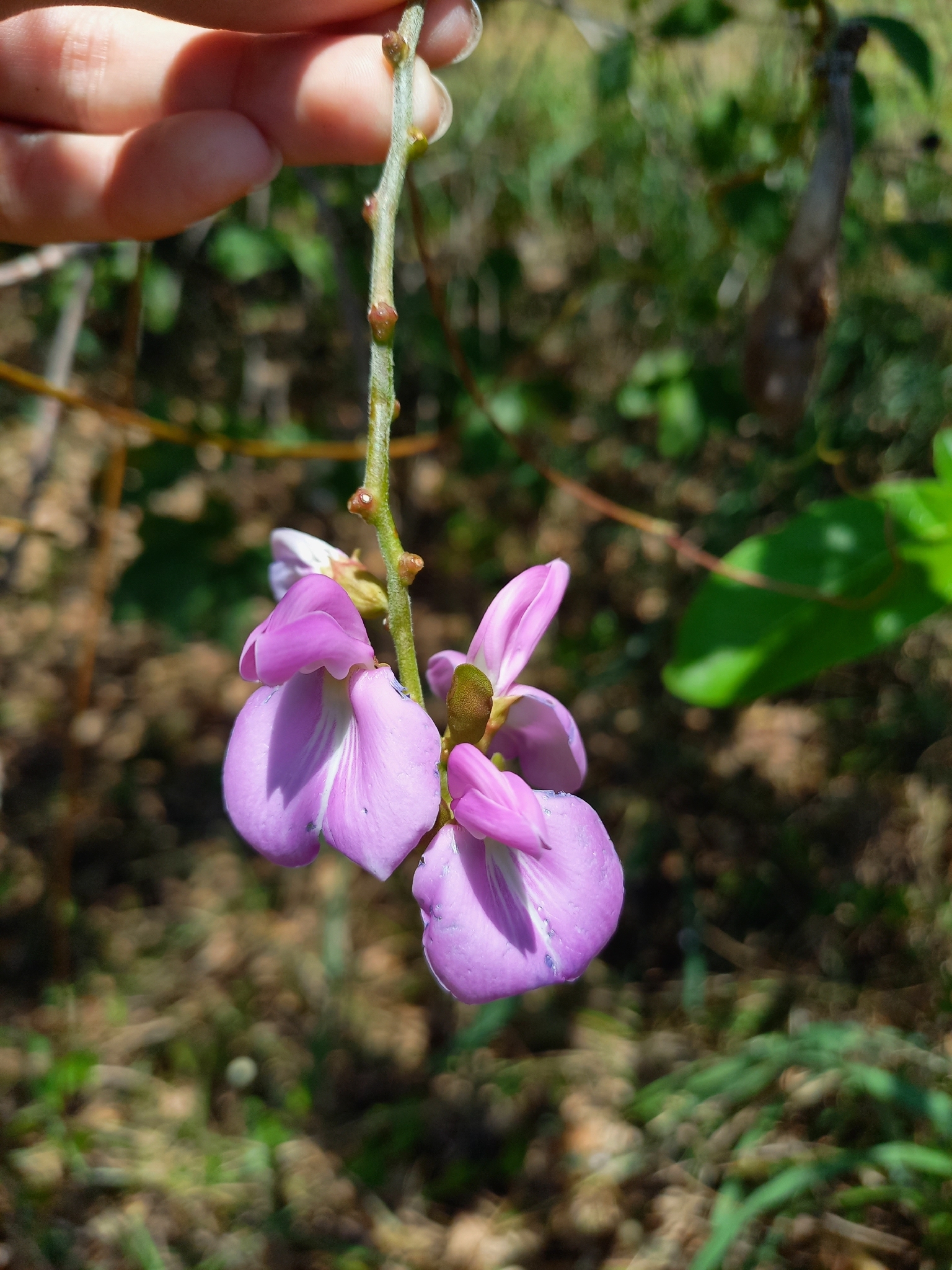 Canavalia rosea