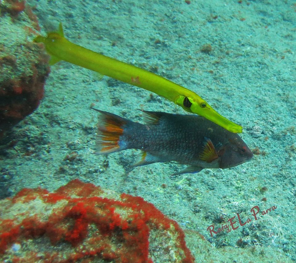 Island Hogfish