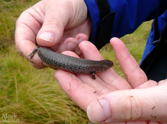 Alpine She-Oak Skink photo 5