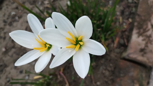 White rain-lily