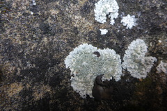 Lecanora valesiaca
