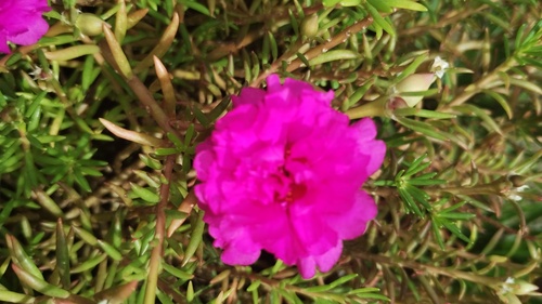 moss rose