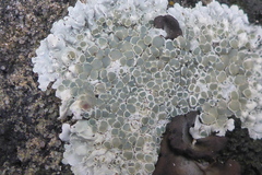 Lecanora valesiaca