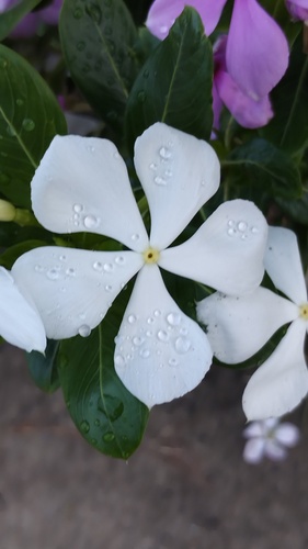Madagascar Periwinkle