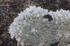 Lecanora valesiaca