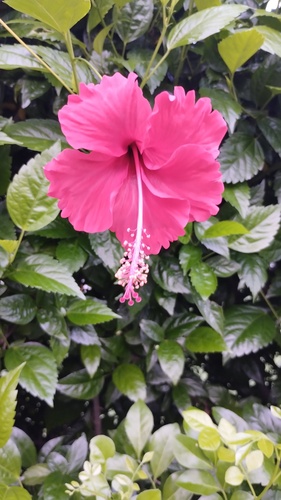 Red Hibiscus