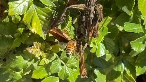 Bee