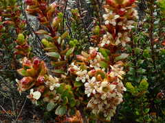 Epacris alpina