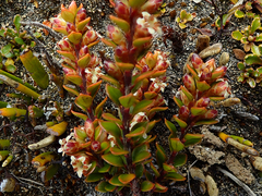 Epacris alpina