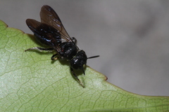 Ceratina unicolor