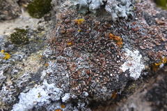 Psora pseudorussellii