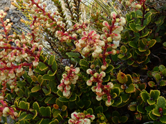 Gaultheria colensoi