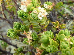 Pimelea microphylla