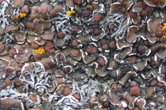 Psora pseudorussellii