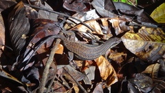 Eutropis rudis
