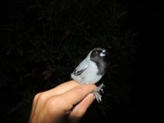 Schistochlamys melanopis