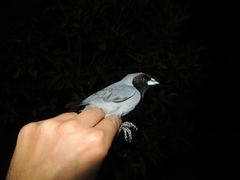 Schistochlamys melanopis