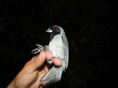 Schistochlamys melanopis