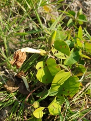 Rivea hypocrateriformis