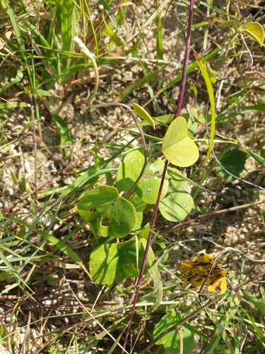Image of Rivea hypocrateriformis by (c) Aravinth, some rights reserved (CC BY)