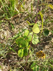 Rivea hypocrateriformis