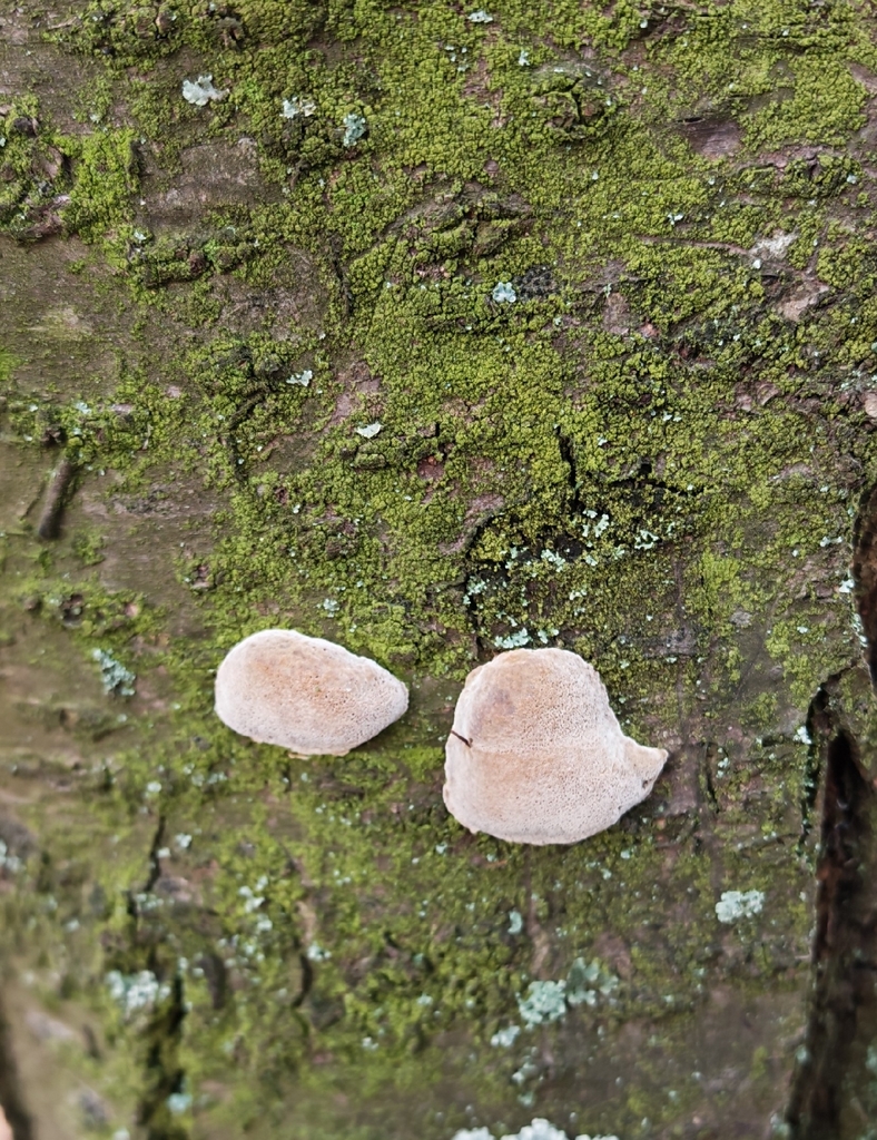 Phellinus pomaceus · November 2025 · photo: © p_andrey (iNaturalist, cc-by-nc)