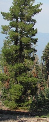 Pinus monticola