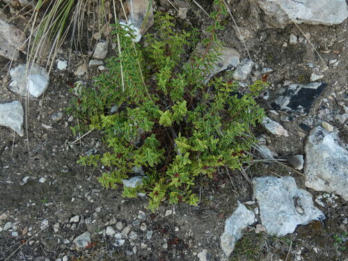 Hypericum balearicum, photograph 6