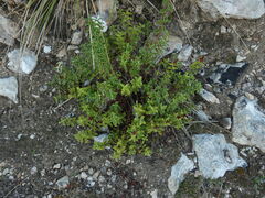 Hypericum balearicum, photograph (c) Yves Bas, some rights reserved (CC BY)