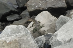 Varanus salvator macromaculatus