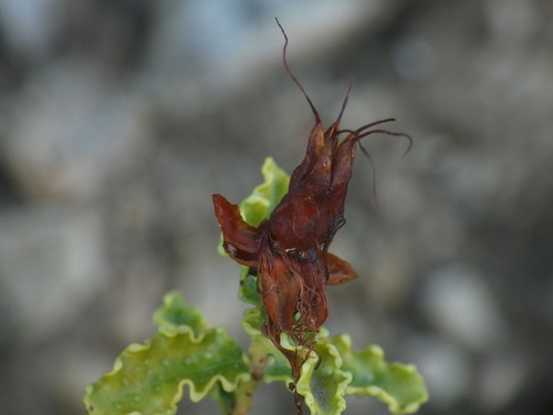 Hypericum balearicum, photograph 5