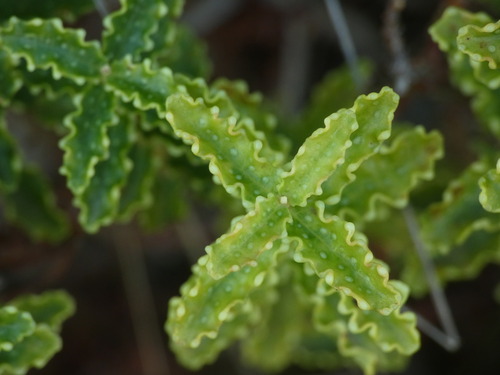 Hypericum balearicum, photograph 4