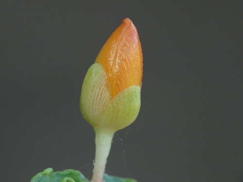 Hypericum balearicum, photograph 3