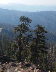 Abies magnifica shastensis