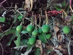 Passiflora viridiflora