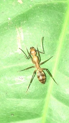 Camponotus conspicuus