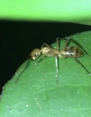 Camponotus conspicuus