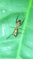 Camponotus conspicuus