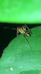 Camponotus conspicuus
