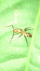 Camponotus conspicuus