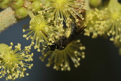 Ceratina unicolor