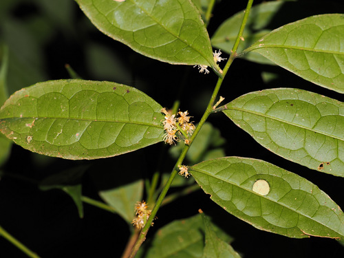 Symplocos adenophylla observed 2025-11-11