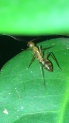 Camponotus conspicuus