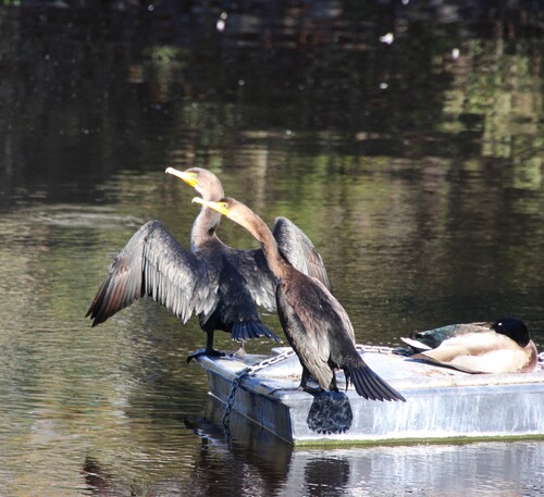 iNaturalist observation photo of Double-crested Cormorant
